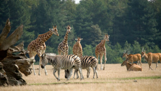 Foto: Knuthenborg Safaripark